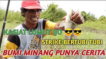 SI IJO PEMBAWA REZKI DAPAT NILA BABON || BUMI MINANG channel
