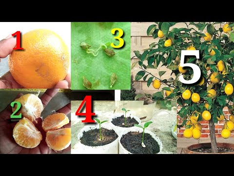 how to grow orange plant at home esely steps in terrace garden