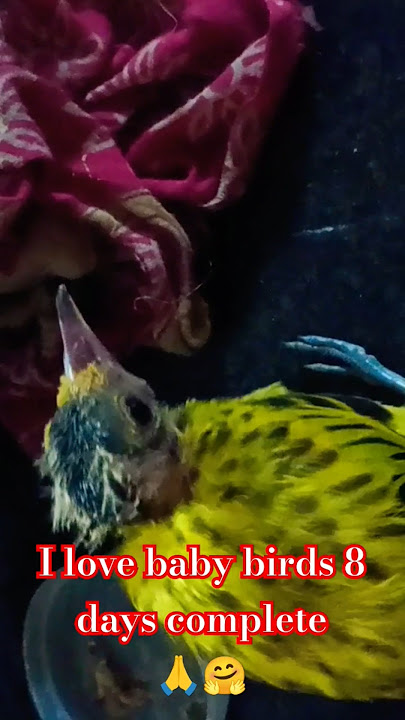 Baby birds in 8 Days complete 🙏🤗 #viralreels #birds #cute #shorts