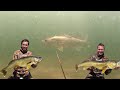 Spearfishing huge walleye  71lb  81lb