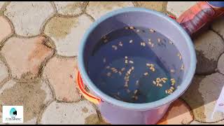 eFam.CM Catfish Floating Feed - Clarence Feteh