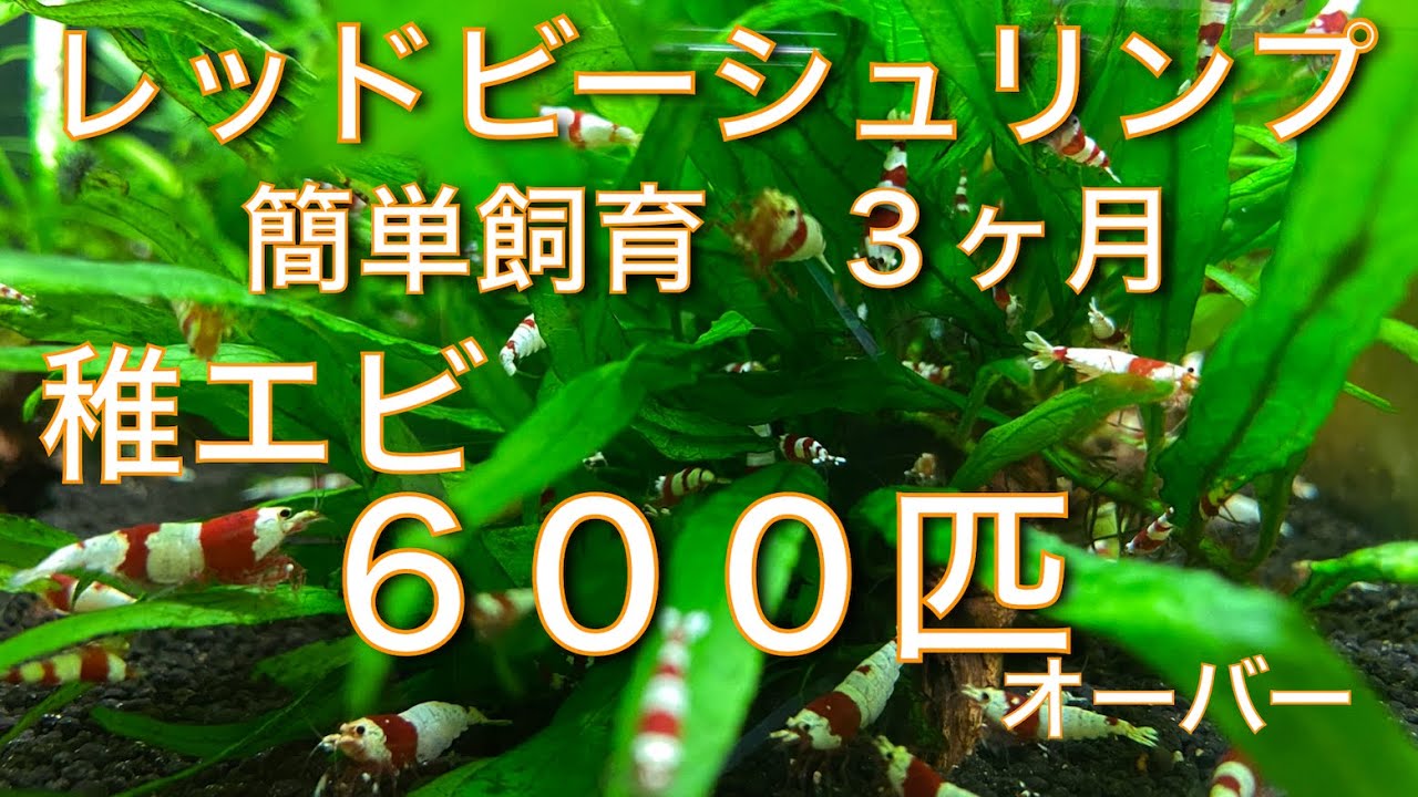 レッドビーシュリンプ 簡単飼育 稚エビ600匹オーバー YouTube