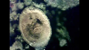 Quali sono gli animali unicellulari?