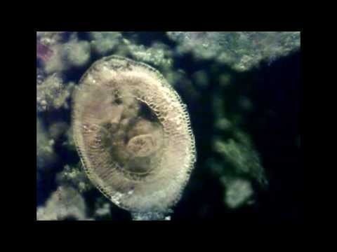 Organismi unicellulari in una goccia d&rsquo;acqua prelevata dal laghetto dell&rsquo;EUR