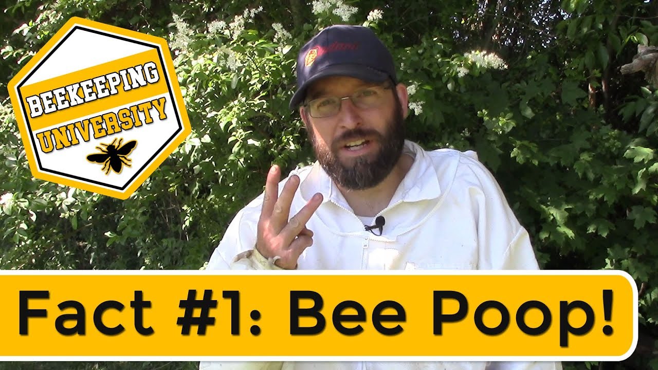 Do Bees Poop In The Honey?
