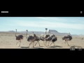 Samsung #DoWhatYouCant Commercial for the Samsung Galaxy S8 and S8 Plus Ostrich