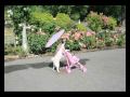 Jenny The Pug Pushing Stroller in Portland