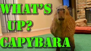 What's Up? Capybara