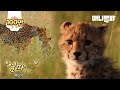 그렇게 엄마 치타는 새끼에게 마지막 인사를 합니다.. ㅣ For Her Injured Cub, Mother Cheetah Decides To..