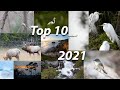 My Top 10 Nature Photography Images of 2021