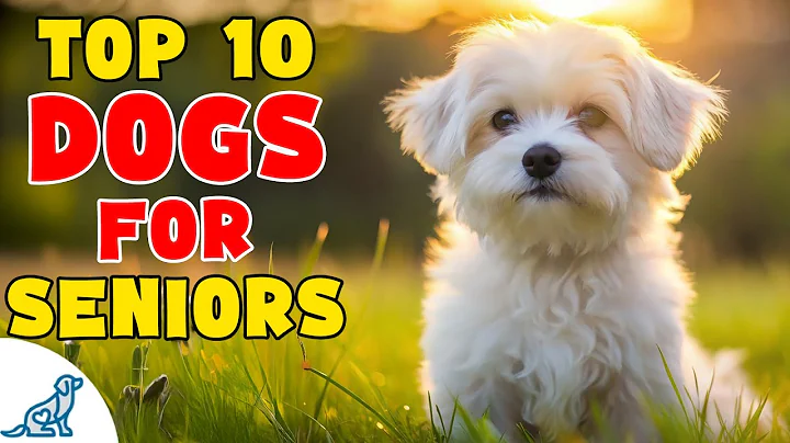 Top 10 BEST Dog Breeds For Seniors thumbnail