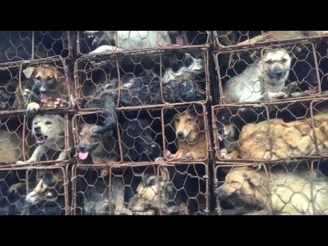 Vídeo: Ativistas Salvam Cães Chineses Da Panela