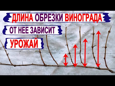 🍇 Как не ОШИБИТЬСЯ при выборе длины ОБРЕЗКИ ВИНОГРАДА. Обрезка длинная, средняя, короткая.