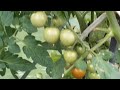 История моих захудалых томатиков. Дача в Германии.