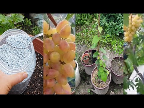Video: Cara Memelihara Anak Pokok Anggur Pada Musim Sejuk
