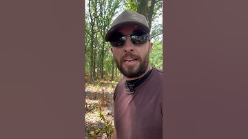 Buckthorn removal (follow up, post forestry mulching)