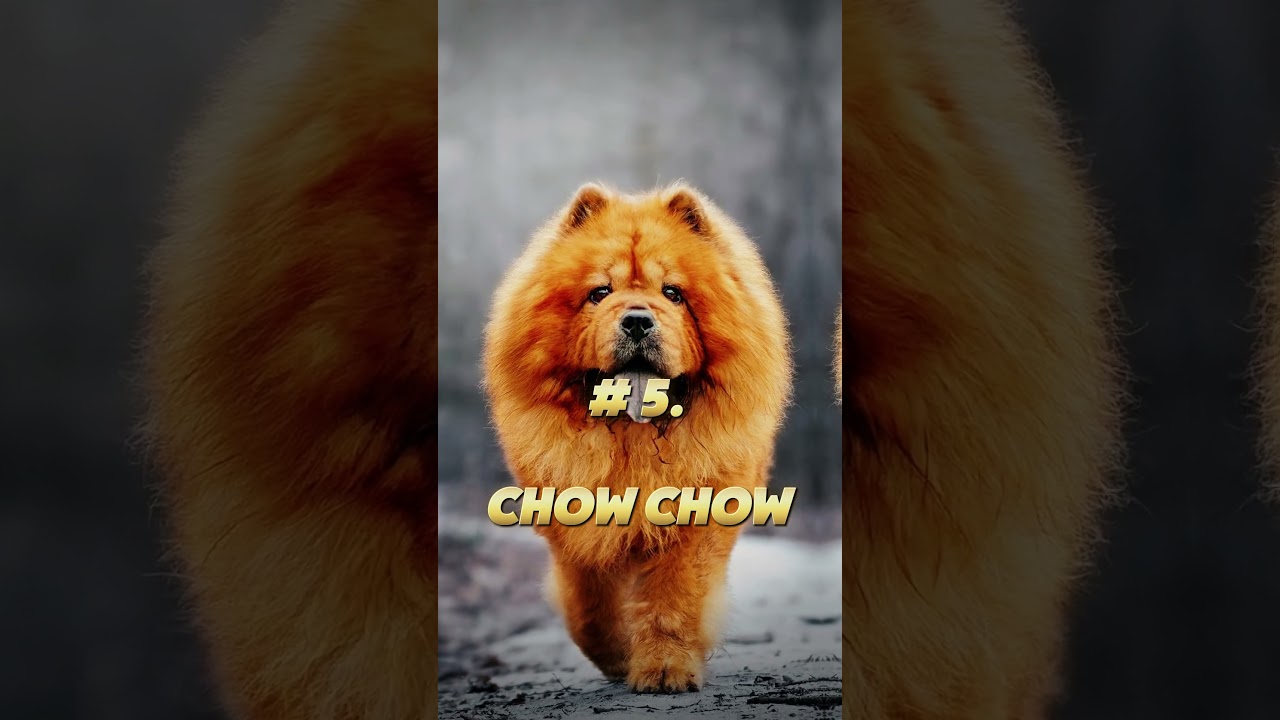 TOP 10 MOST Dangerous DOG BREEDS IN THE WORLD