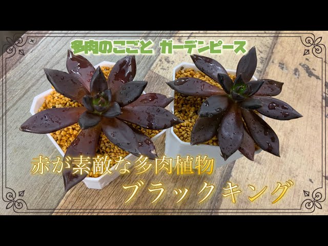 多肉植物】ブラックキングの株分！カッコよく意外と強い多肉植物です