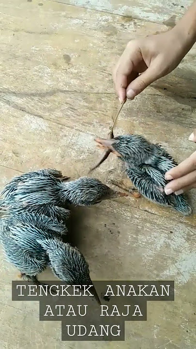 TENGKEK ANAKAN/RAJA UDANG
