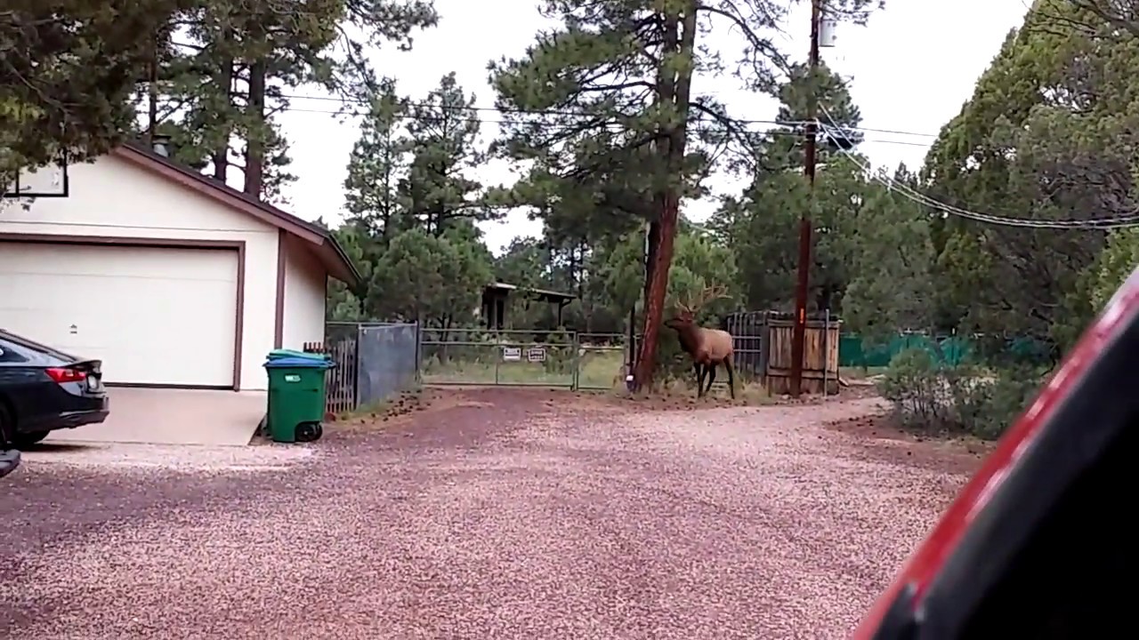 elk in the front yard YouTube
