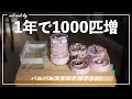 バルバルスクロナガアリに新しい巣を増築する