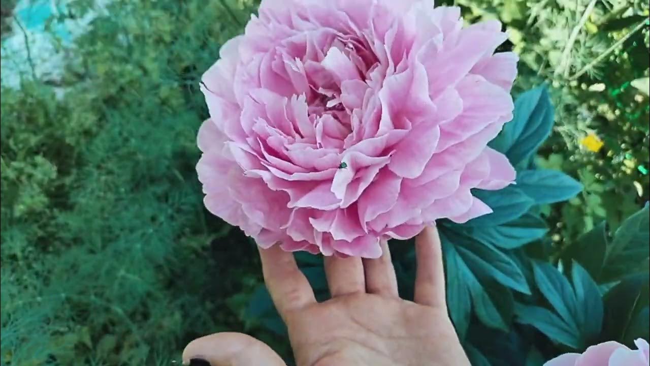 Пион Украинская мелодия. Скакодуб А. - YouTube