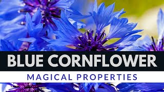 Blue Cornflower Magical Properties