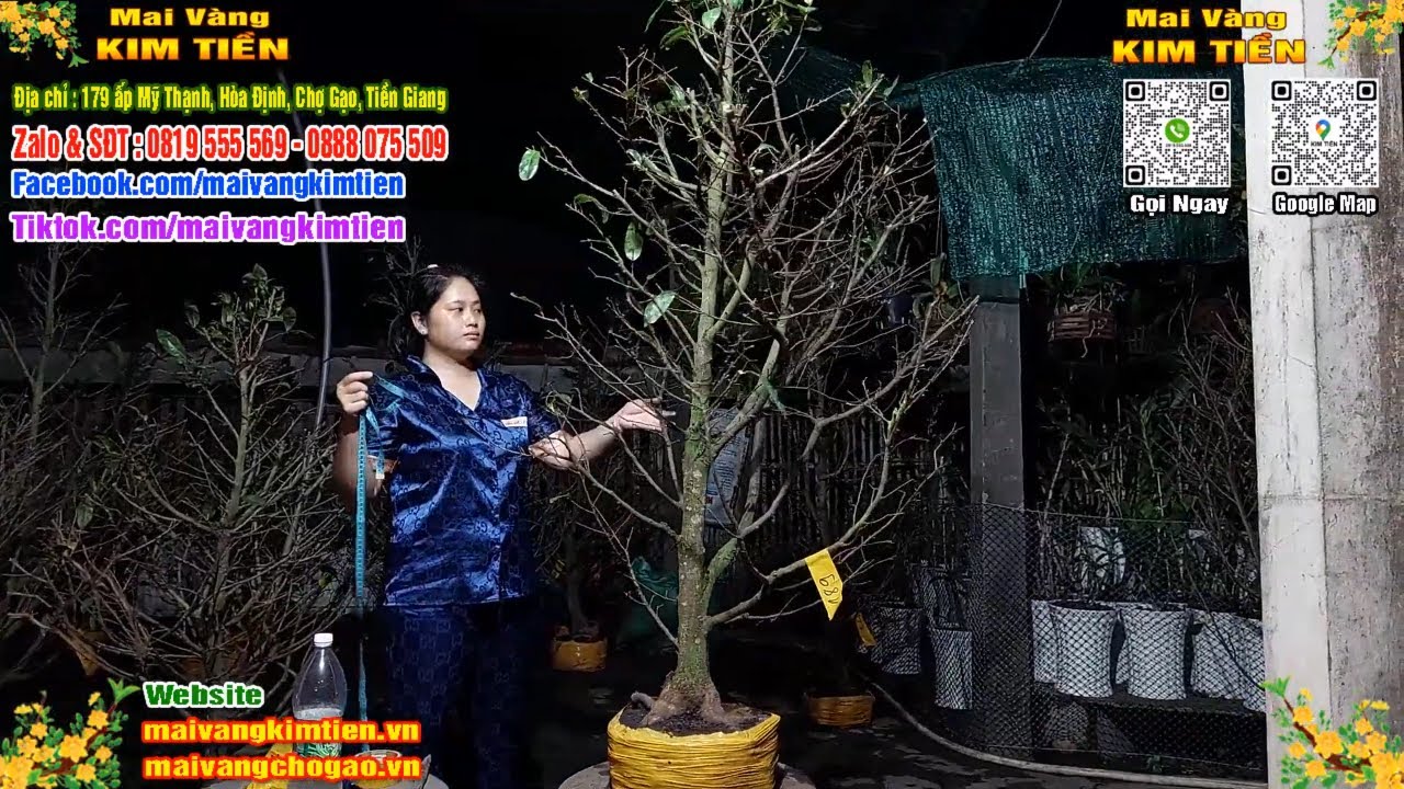 Phôi Mai Thủ Đức Giá Rẻ Bao Ship Bao Sống Toàn Quốc - Mai Vàng Kim Tiền Chợ Gạo