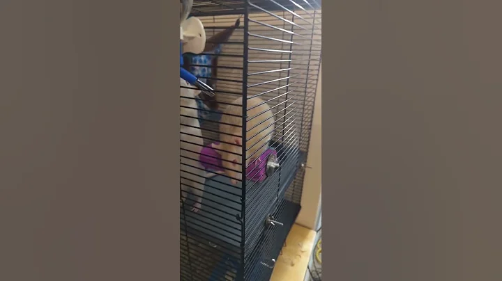 Rats excited to see mommy