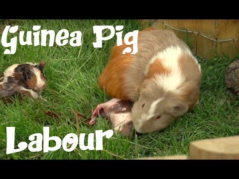 The guinea pig labor - The hard labor of "ANTOÑITO" (little Antonio).