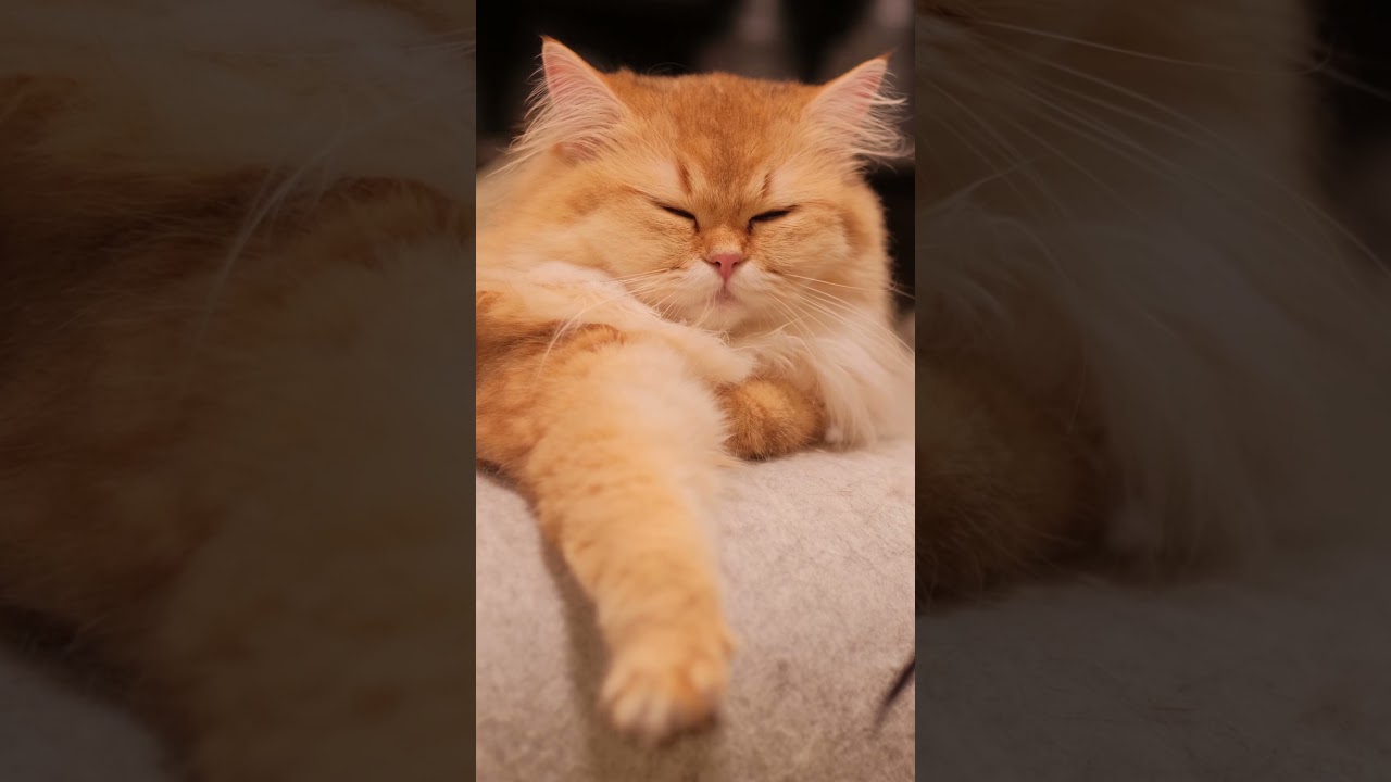 Unbelievable! Cat's Purr Matches Bird Song Perfectly! 