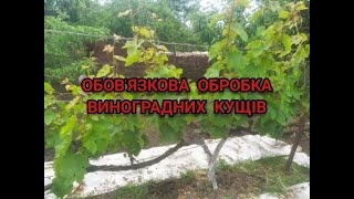 ВАЖЛИВА ОБРОБКА ВИНОГРАДУ ПЕРЕД ЦВІТІННЯМ ДЛЯ ВЕЛИКОГО ВРОЖАЮ ВІД ЗАХВОРЮВАНЬ ТА ШКІДНИКІВ !!?