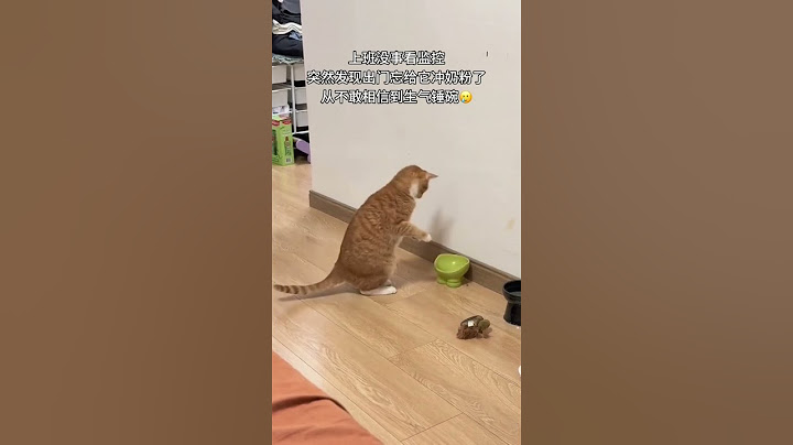 很难从猫身上看见这么难以置信的举动  #shorts