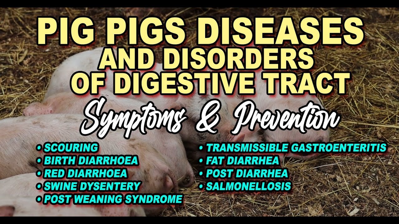 PIGS DISEASES  AND DISORDERS OF DIGESTIVE TRACT
