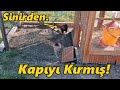 Tünek ve Folluk Yaptım!-Jilet Kapıyı Kırmış!#Tavuk#Horoz#Civciv#Hindi#Keklik