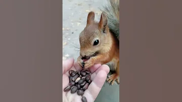 Белки всё понимают / Squirrels understand everything