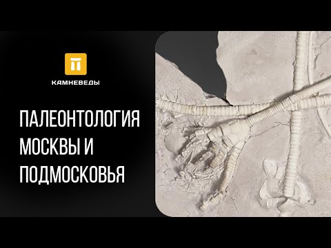 Видео: Где на геологической колонне вы найдете окаменелости вымерших животных?