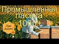 Промышленная пасека Молдовы в 1000 семей & Apis Sacara