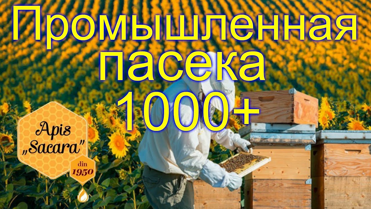 ⁣Промышленная пасека Молдовы в 1000 семей & Apis Sacara
