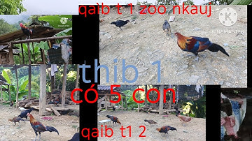 qaib f1 f2 zoo nkauj heev xav yuav no no os tàu nawb cov phooj yws
