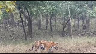 Panna Tiger Reserve jungle Safari Male Tiger #junglesafari #viralvideo #subscribe #cutecat #bgmi