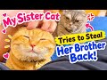 She Wants Her Brother All to Herself! 🐱