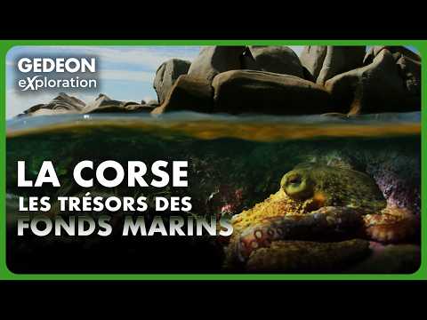 Image du reportage La Corse sous-marine : un écosystème unique au monde | GEDEON EXPLORATION (GEDEON EXPLORATION)