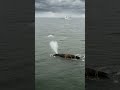 North Atlantic Right Whale Calf Tangled in Fishing Rope Since January