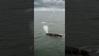 North Atlantic Right Whale Calf Tangled in Fishing Rope Since January