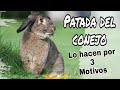 ¿Por qué mi conejo da patadas al suelo?