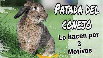 ¿Por qué sacuden las patas los conejos?