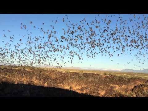 Analyzing Bat Flight