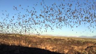Analyzing Bat Flight