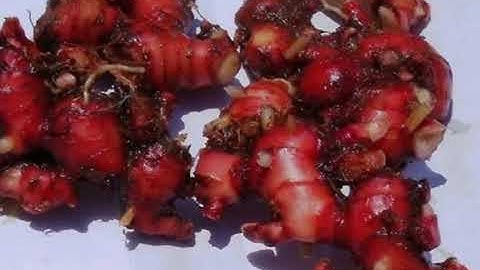 WAJIB TAHU!! Inilah  10 Manfaat Jahe Merah Bagi Kesehatan